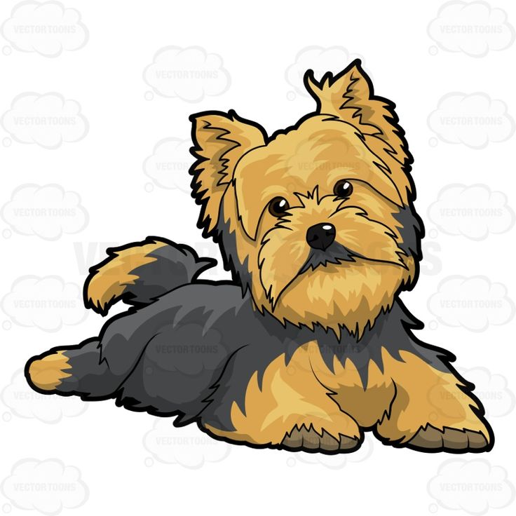 736x736 Yorkies Clipart Lhasa Apso