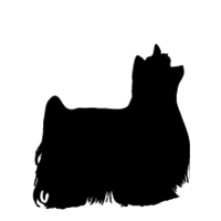 200x200 Yorkshire Terrier Puppies Tidwell