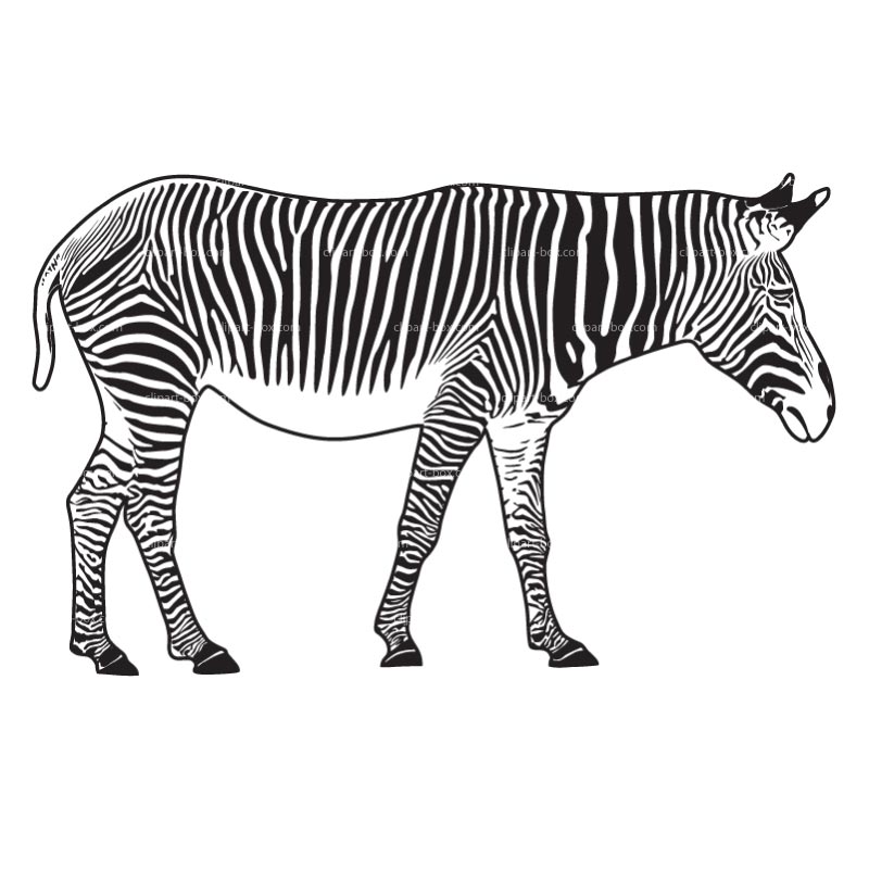 800x800 Zebra Silhouette Clip Art Clipart Panda