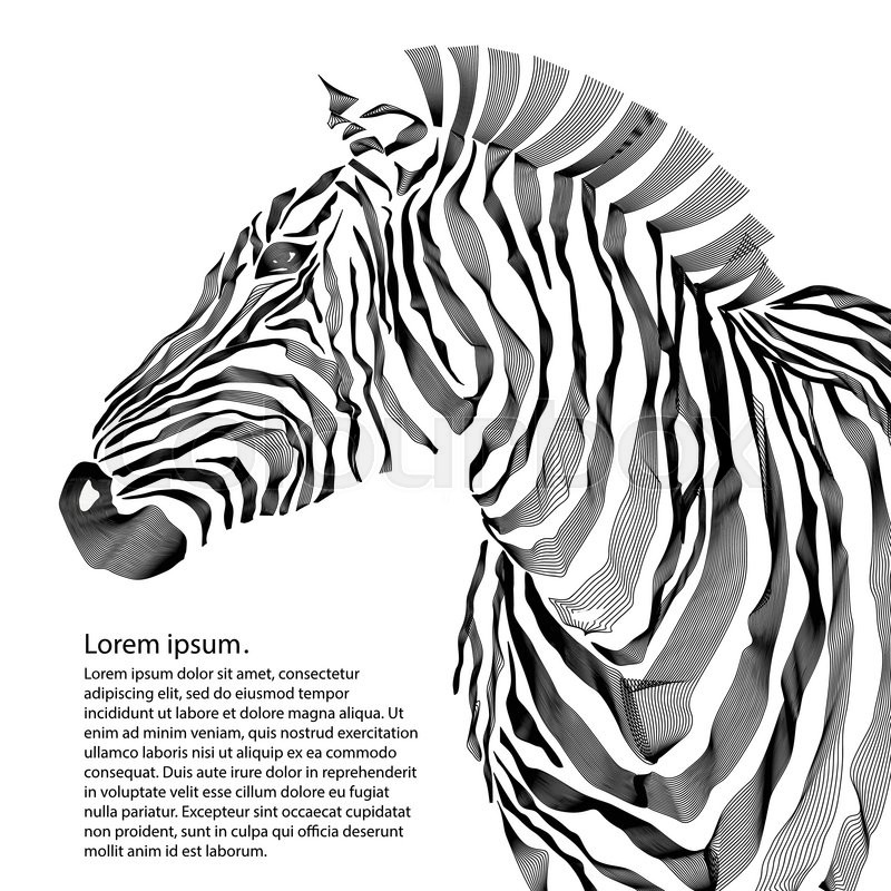800x800 Animal Illustration Of Vector Zebra Silhouette. Eps Vector Stock