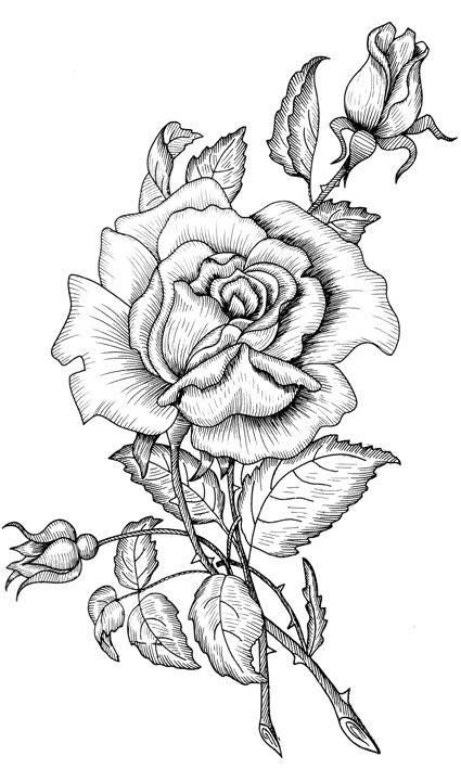 A Beautiful Rose Drawing