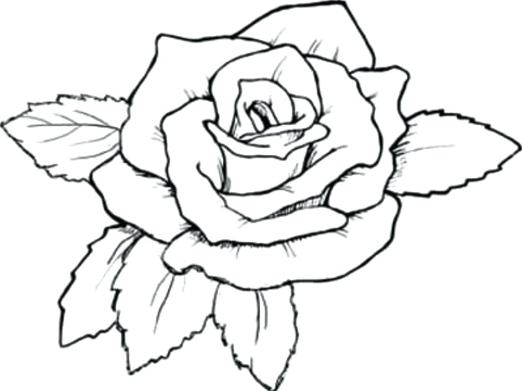 1024x768 Top Beautiful Rose Coloring Pages Drawing Unbelievable Roses