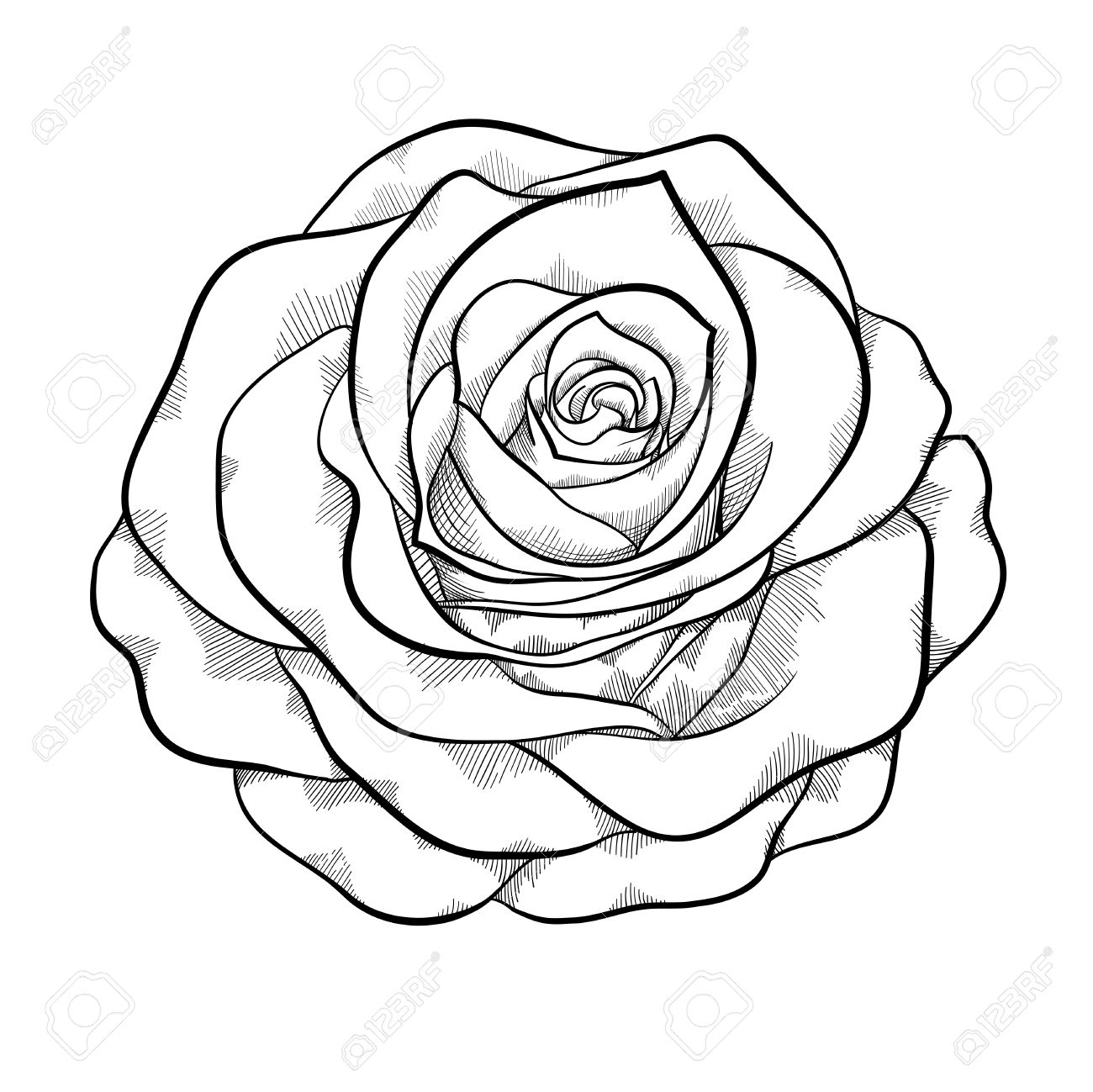 1300x1299 Black And White Rose Drawing Beautiful Monochrome Black And White