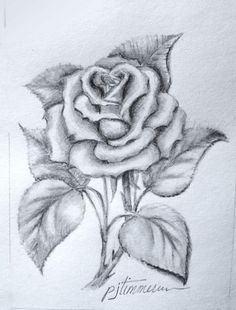236x310 Wonderful Idea For Drawing A Beautiful Rose Rose