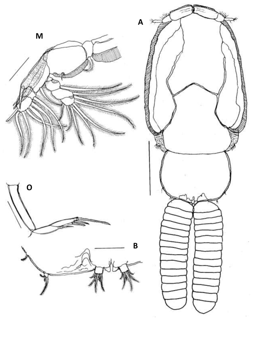 850x1133 Fig. (11) Anuretes Branchialis Rangnekar, 1953 Female A Habitus