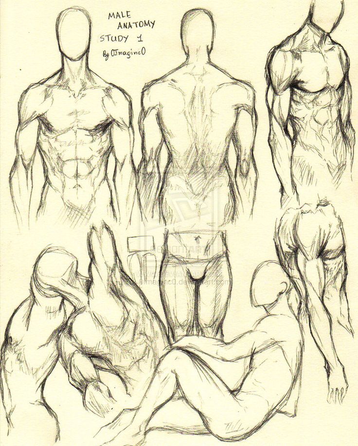 736x918 Anatomy Of Body Drawing Drawn Man Male Pencil And In Color