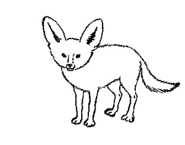 600x471 Arctic Fox Clipart Line Drawing Free Collection Download