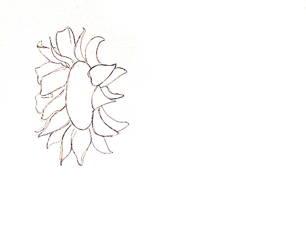 621x460 How To Draw Sunflowers