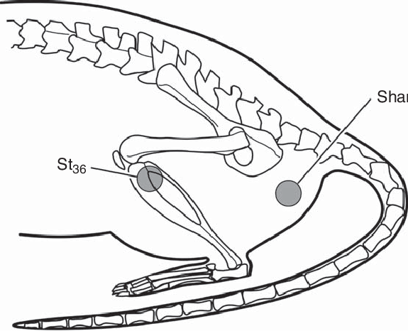 575x466 Rat Acupuncture Point Map. The Circles Mark The Sham