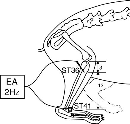 437x417 Schematic Drawing Of Electro Acupuncture