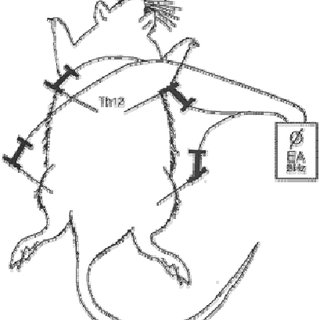 320x320 Schematic Drawing The Dorsal Side A Rat And The Placement