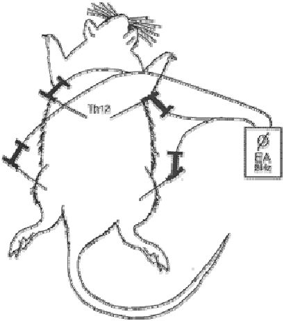 409x463 Schematic Drawing The Dorsal Side A Rat And The Placement