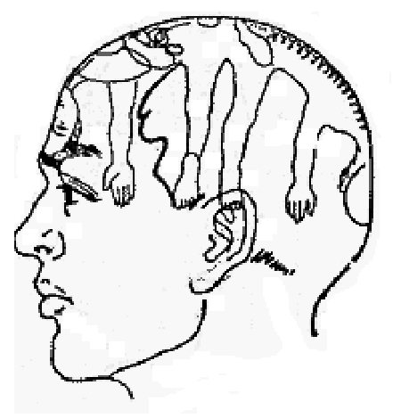 450x469 Acupuncture Point Distribution In Tang's Scalp Acupuncture System