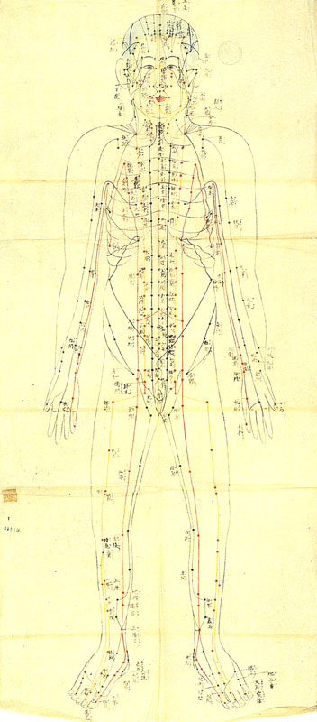 352x800 Acupuncture Drawing Siebold Collections Online