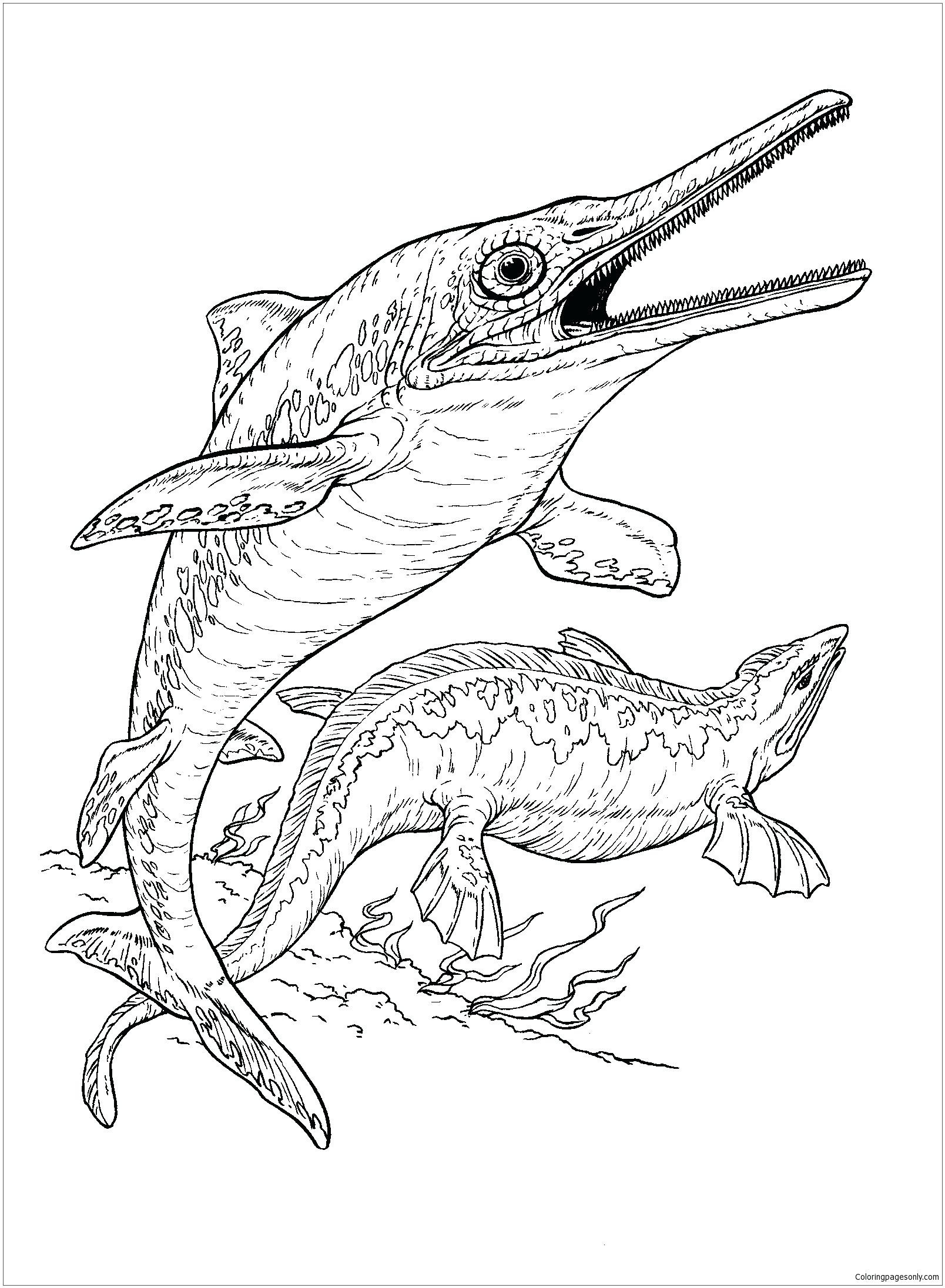 1608x2192 Advice Swordfish Coloring Page Drawing At Getdrawings Com Free