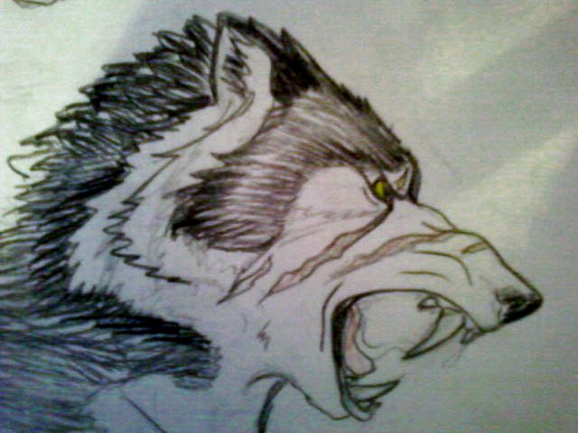 640x480 Alpha Wolf By Bluewolf2995