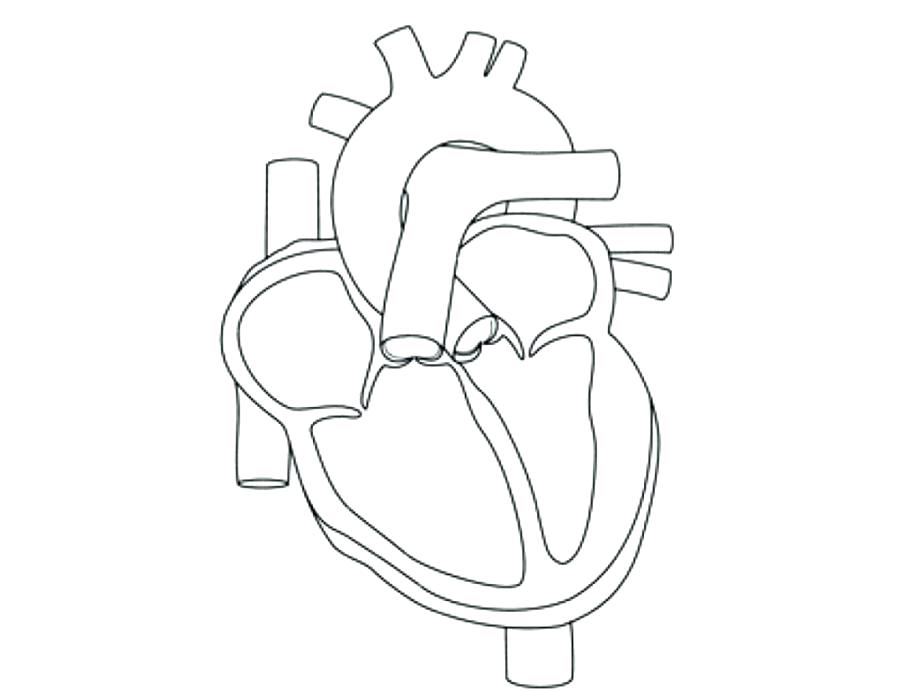 921x690 Human Heart Coloring Page Heart Anatomy Coloring Pages Human Heart