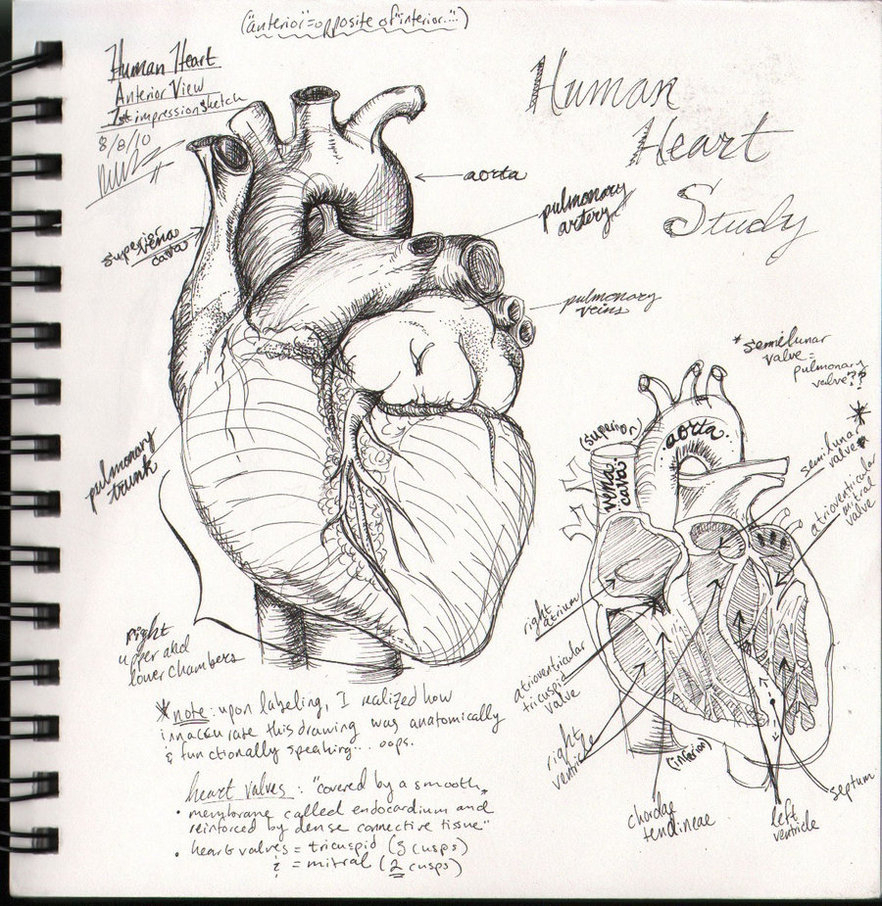 882x906 Human Heart Sketch With Label Best Anatomical Heart Drawing