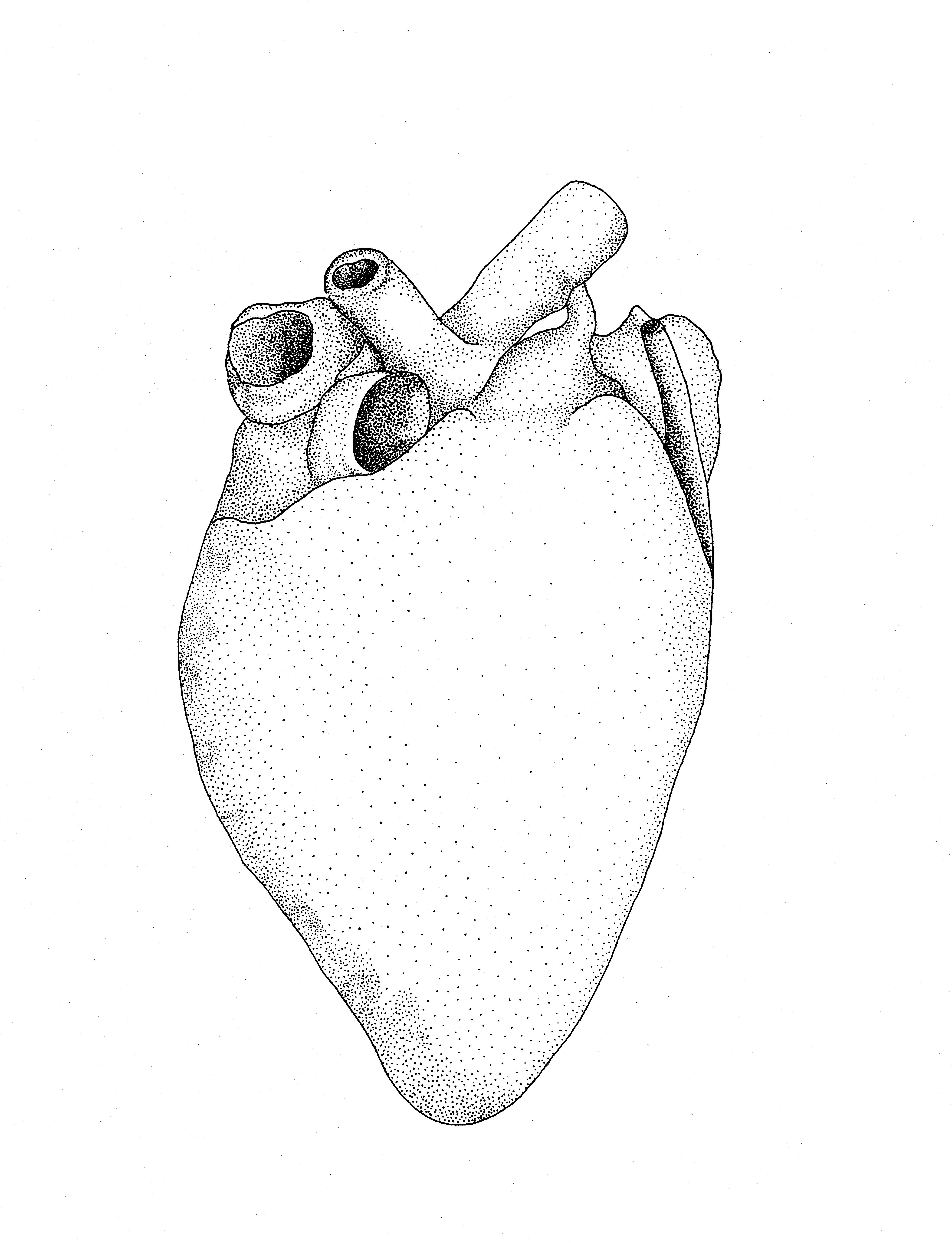 4098x5352 Anatomical Drawing Bovine Heart Ovam