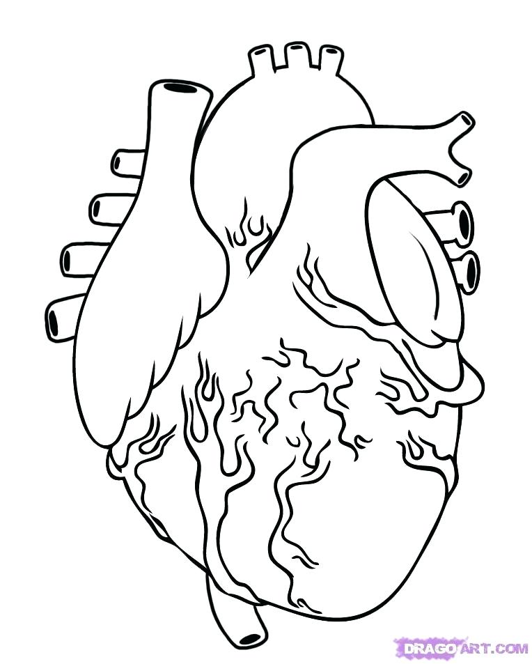 764x953 Weird Human Heart Coloring Pages Anatomical 19