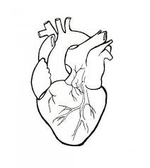 212x238 Anatomical Heart Line Drawing