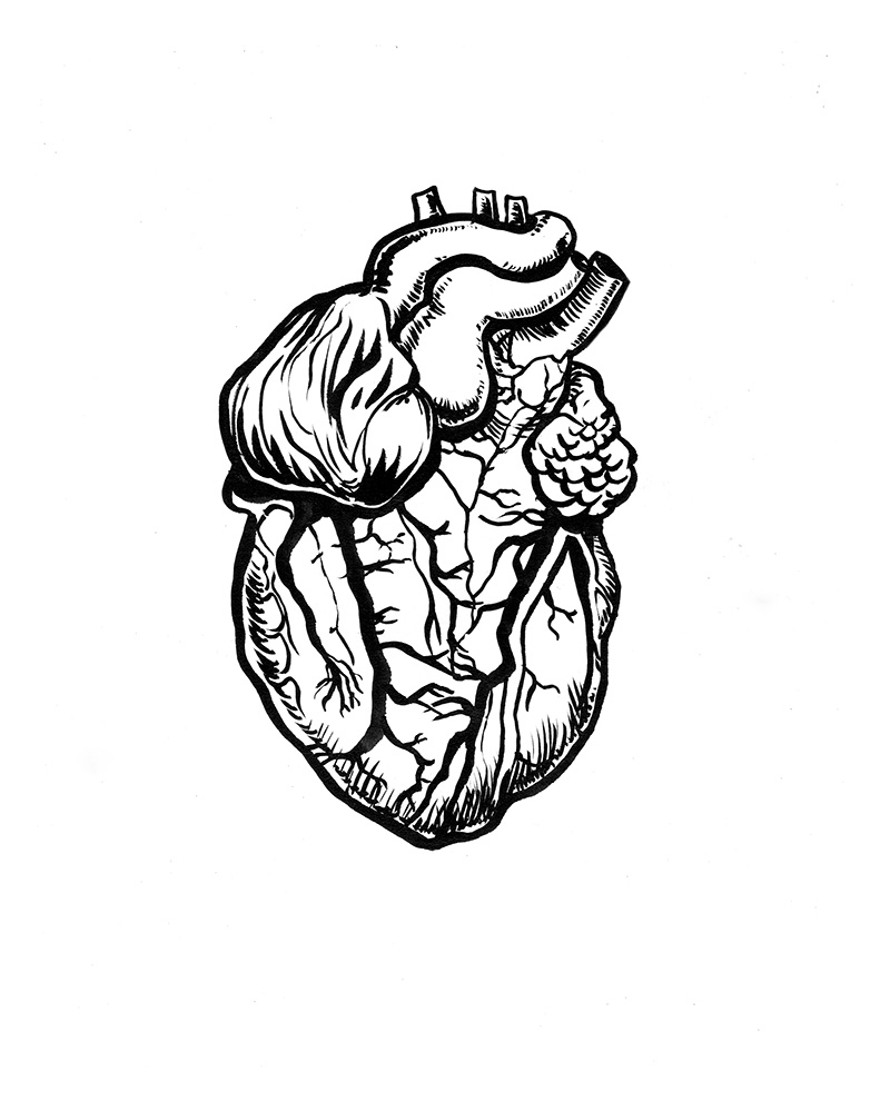 800x1000 Anatomical Heart Original Ink Drawing Asunder Online Store