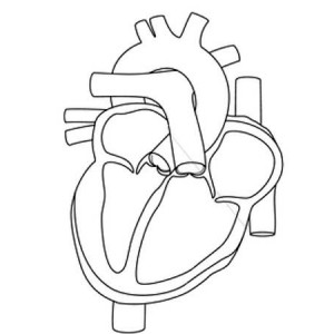 300x300 Cardiac Coloring Pages