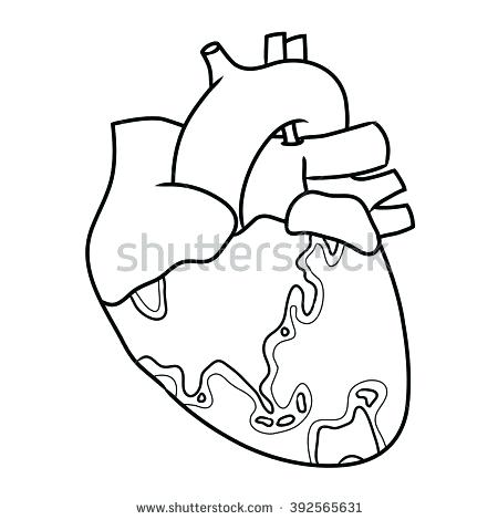 450x470 Collection Of Human Heart Tattoo Design Best Anatomical Heart