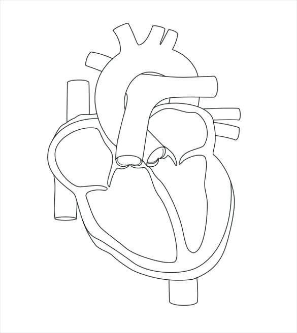 585x657 Heart Anatomy Overview Cardiac Chambers Great Vessels And Heart