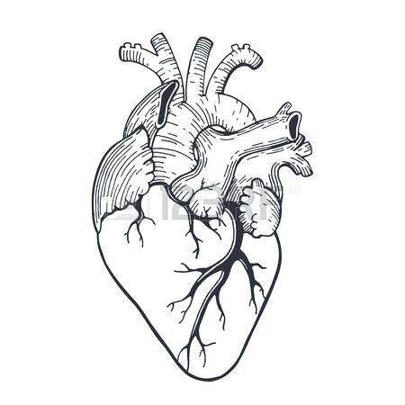 450x450 Anatomical Heart Outline