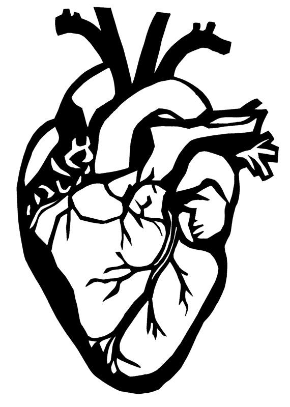 570x800 55 Best Hearts Images On Anatomical Heart, My Heart