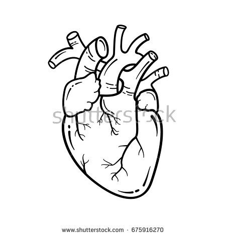 450x470 Anatomical Heart Outline