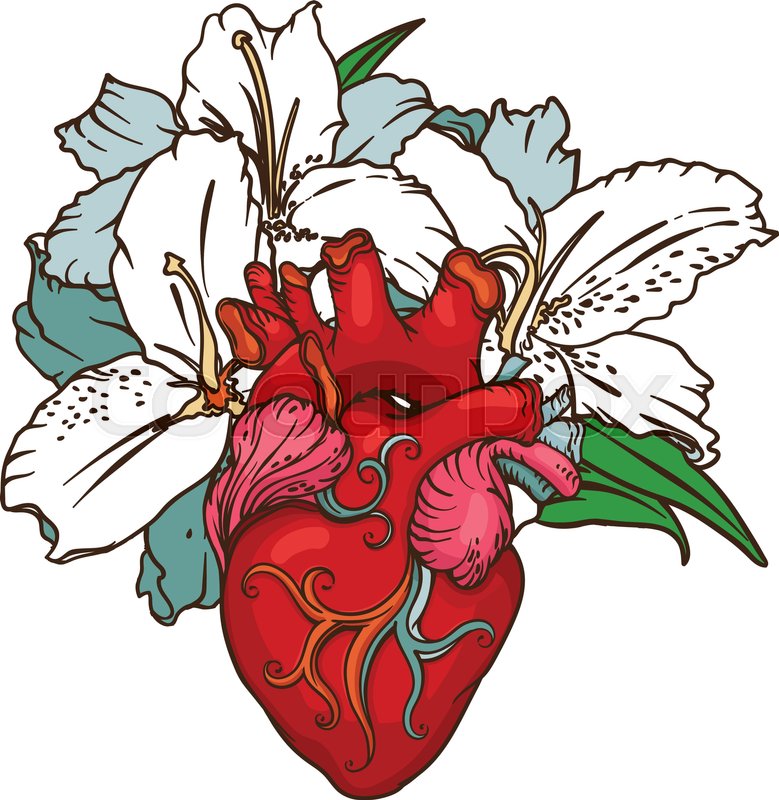 779x800 Stylized Anatomical Human Heart Drawing. Heart With White Lilies