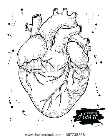 374x470 Anatomical Heart Outline Anatomical Human Heart Engraved Detailed