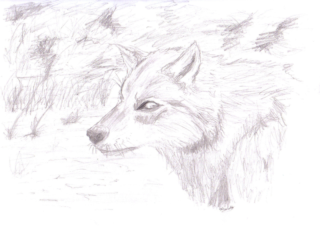 1280x913 Jacob Wolf By Fang Angel Of Death