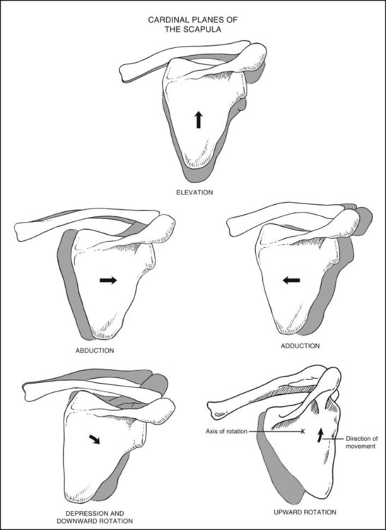 546x750 Testing The Muscles Of The Upper Extremity Musculoskeletal Key