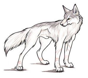 300x267 105 Best Game Wolf Images On Werewolf, Fox And Wild