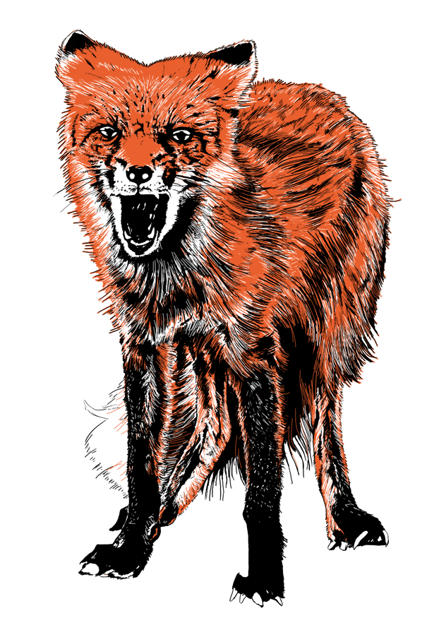 598x875 Collection Of Angry Fox Drawing High Quality, Free Cliparts
