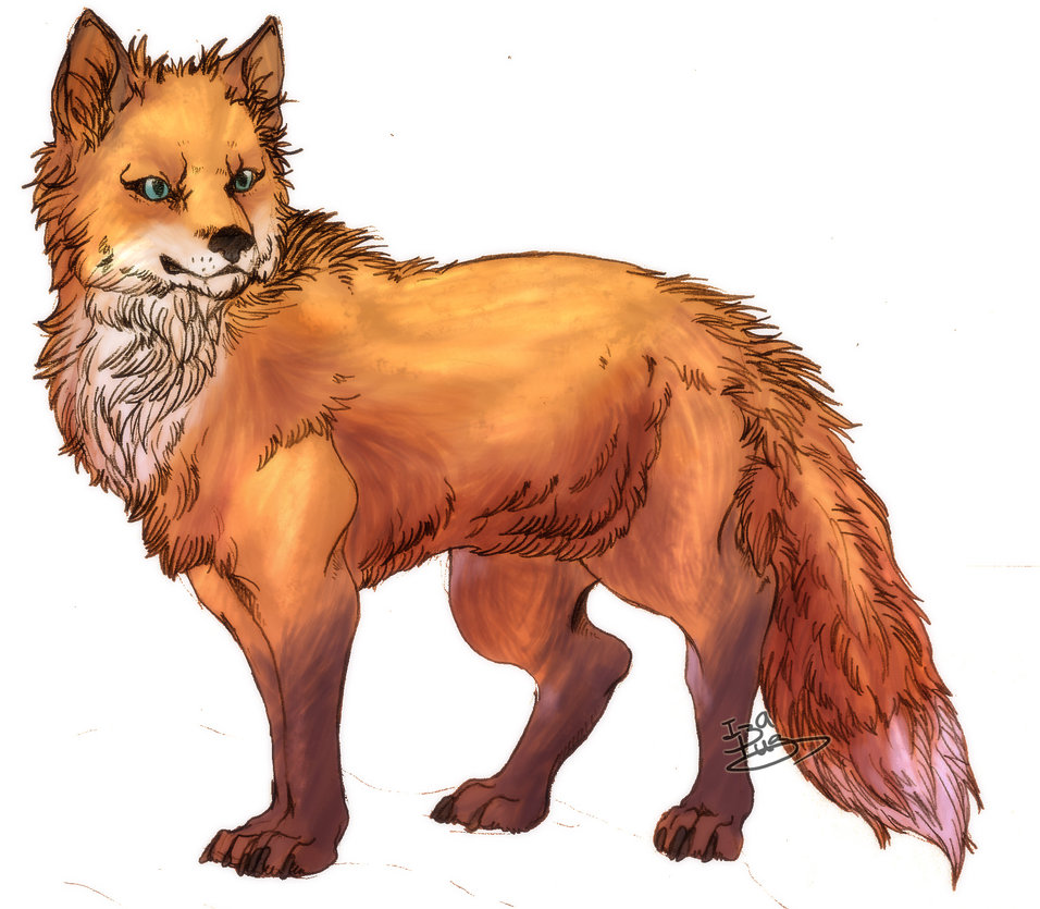 956x835 Red Fox By Izapug