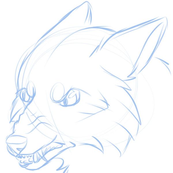 600x600 Angry Fox Sketch