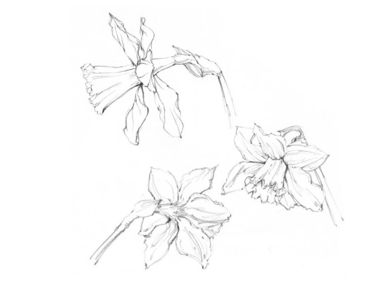 744x587 Would You Like To Learn To Draw