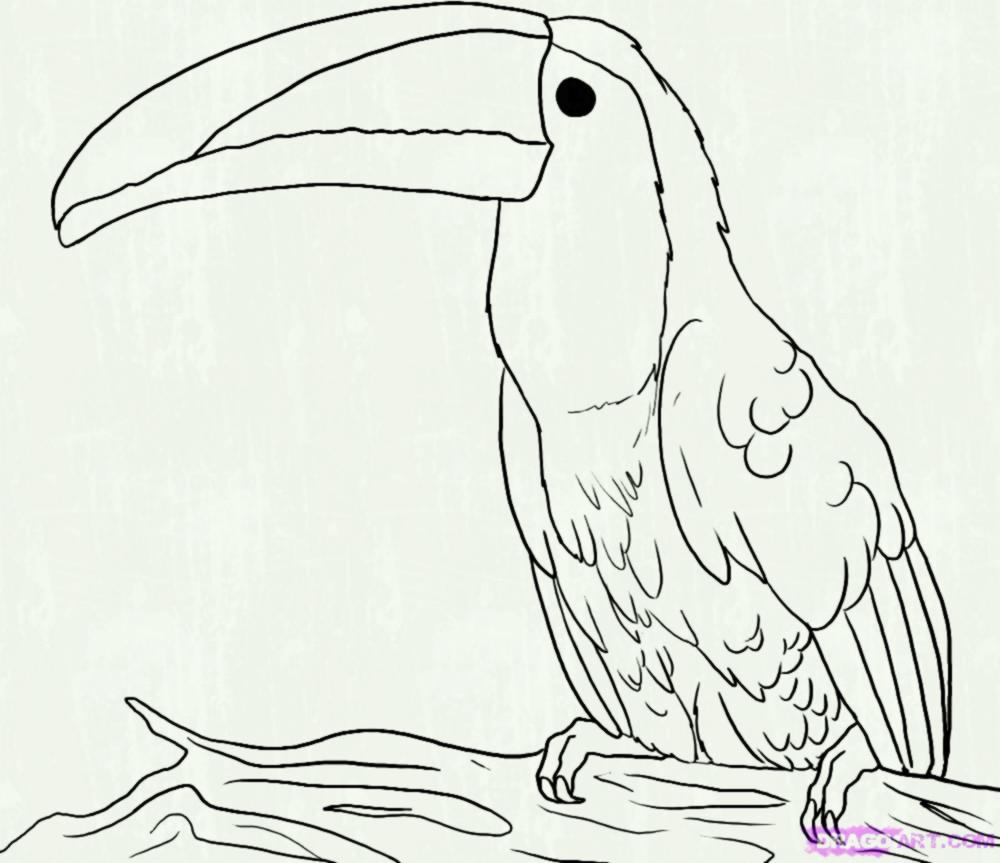1000x863 Collection Of Toucan Bird Drawing High Quality Free Cliparts