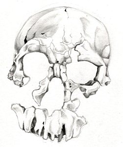 251x300 Anthropology Drawings