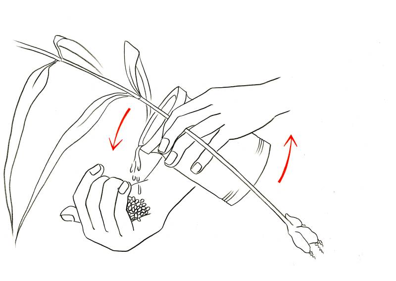 800x567 Ethnographic Drawing