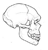 185x194 The 169 Best Anthropology Comics And Images Images