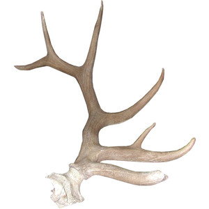 300x300 Collection Of Elk Antlers Drawing High Quality, Free