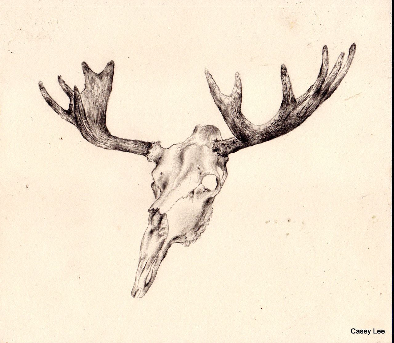 1280x1114 Animal Skull Drawing Tumblr.jpg Antlers