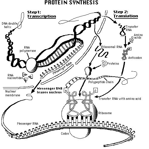 509x509 52 Best Central Dogma Project Images On Life Science