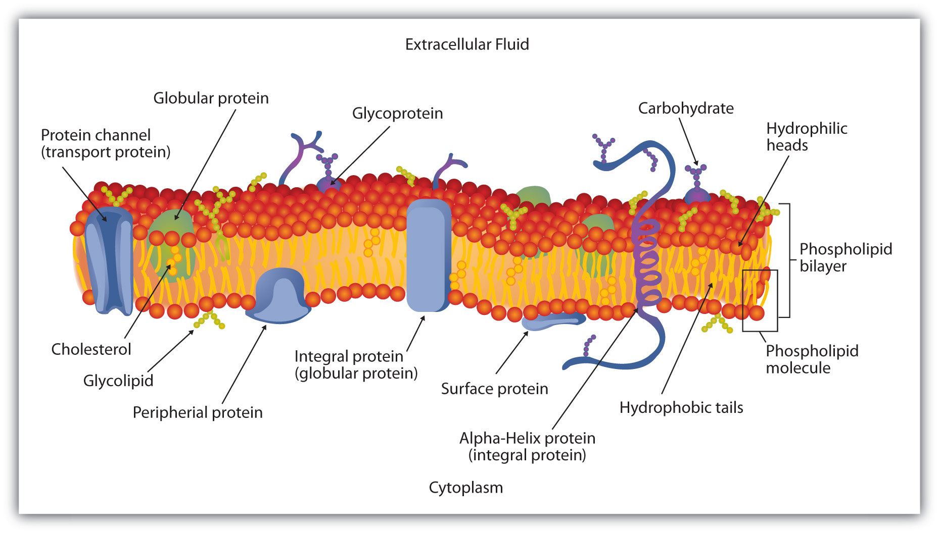 1858x1056 Collection Of Cell Membrane Drawing Project High Quality