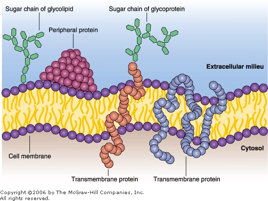 Ap Biology Cell Membrane Transport Drawing Project at GetDrawings ...